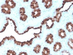TFF1/pS2 Antibody (rTFF1/1091) - Azide and BSA Free, Novus Biologicals